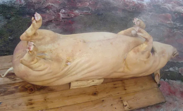 De teama pestei porcine, țăranii din Giurgiu își taie porcii din bătătură