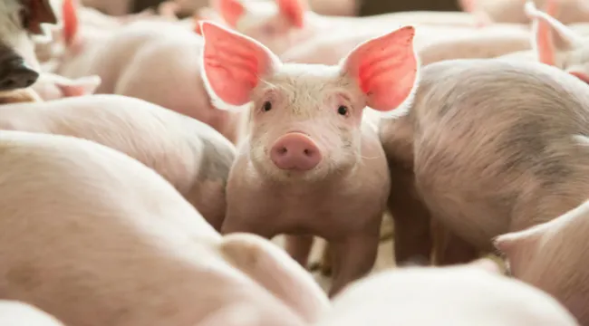 Controale la târgurile de animale din Giurgiu, în contextul pestei porcine