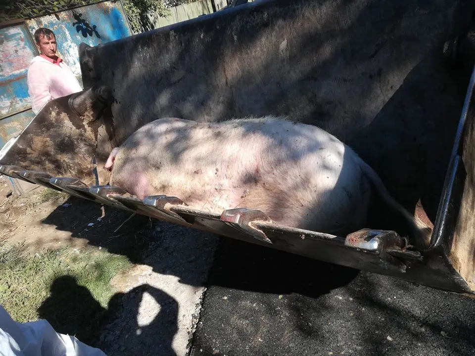 107 de porci din 22 de exploatații din Brăniştari, uciși preventiv