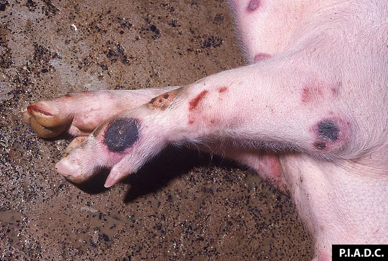 Măsuri urgente după confirmarea focarului de pestă porcină în Giurgiu