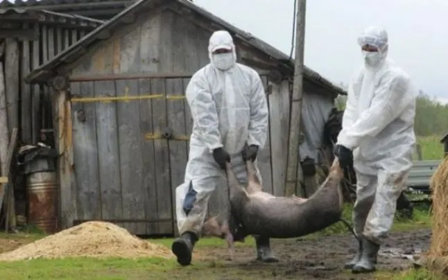Pesta porcină africană se extinde rapid în județul Giurgiu. Câte focare sunt