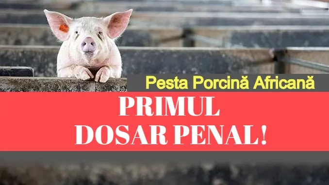 Ce a pățit un giurgiuvean care a ascuns de autorități porcii din gospodărie 