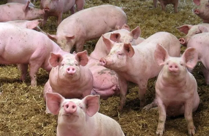  O nouă suspiciune de pestă porcină în județul Giurgiu. Dosar penal la Comana pentru extinderea epidemiei!