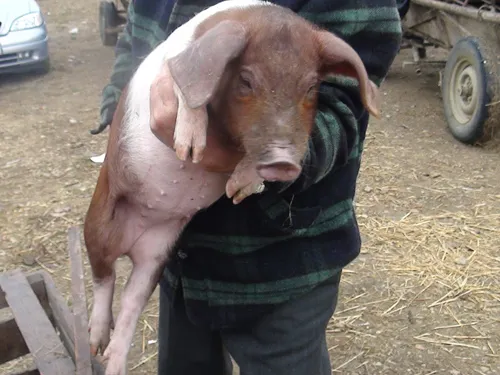 Pesta porcină afectează Sărbătorile! Ce aveţi sau nu voie să faceţi   