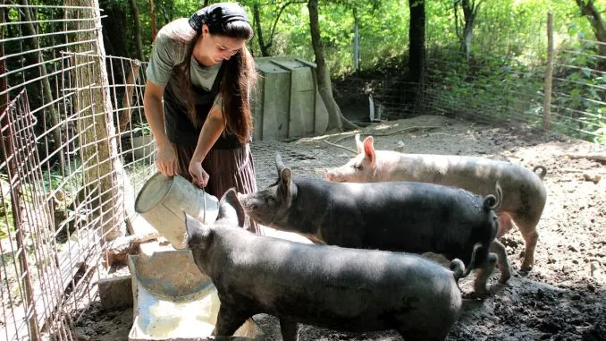 Giurgiuveni, nu aveți voie să creșteți mai mult de cinci porci!