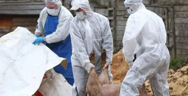 Pesta se extinde necontrolat în județul Giurgiu. Unde s-au înregistrat noi focare de boală