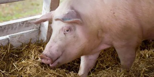 Numărul focarelor de pestă porcină africană, peste 1000. Cinci focare închise, la Giurgiu