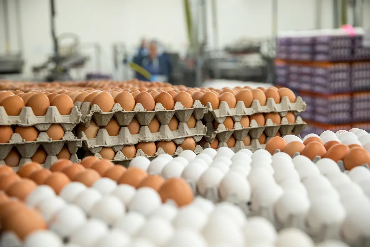 Controale înainte de Paşte la ouăle de import și pește! Amenzi usturătoare!