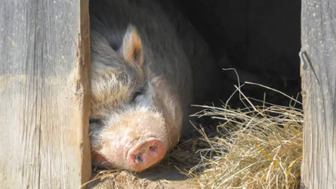 Țăranii au voie să crească mai mult de 5 porci! Ordinul a fost anulat