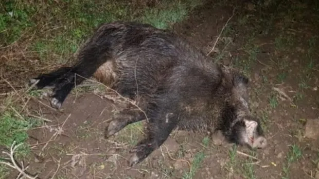 Un alt caz de pestă porcină africană la mistreți, la Greaca