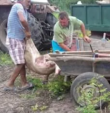 Dosare penale pentru doi bărbați care au încercat să fure porcii sacrificați într-un focar de pestă