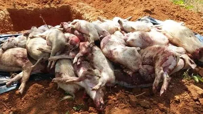 Alertă! Începe sacrificarea preventivă a porcilor dintr-un cartier din Giurgiu