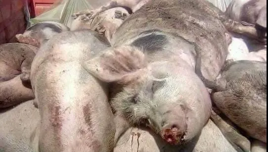 Focar de pestă porcină africană, confirmat la Valea Dragului