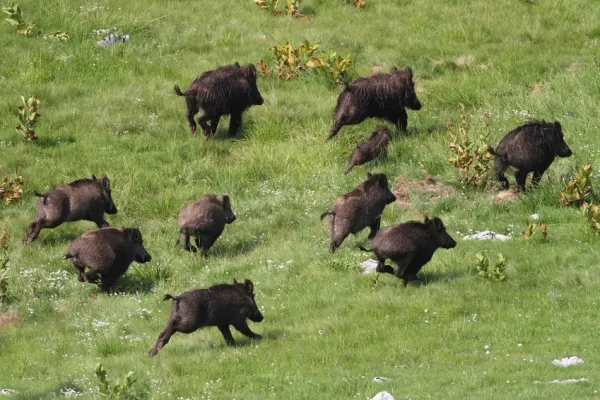 Alertă în Giurgiu: Focarele de pestă porcină africană se extind pe fondurile de vânătoare