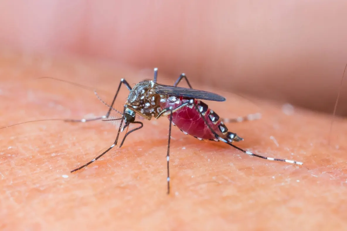 INSP: 11 cazuri de infecție cu virusul West Nile, confirmate în județul Giurgiu în 2026