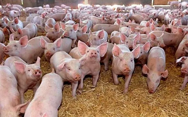 Creştere uriașă a focarelor de pestă porcină. Zeci de localități sunt afectate