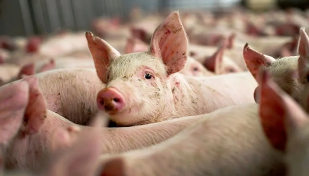 Pesta porcină ameninţă gospodăriile. Focare descoperite și la ferme din județul Giurgiu