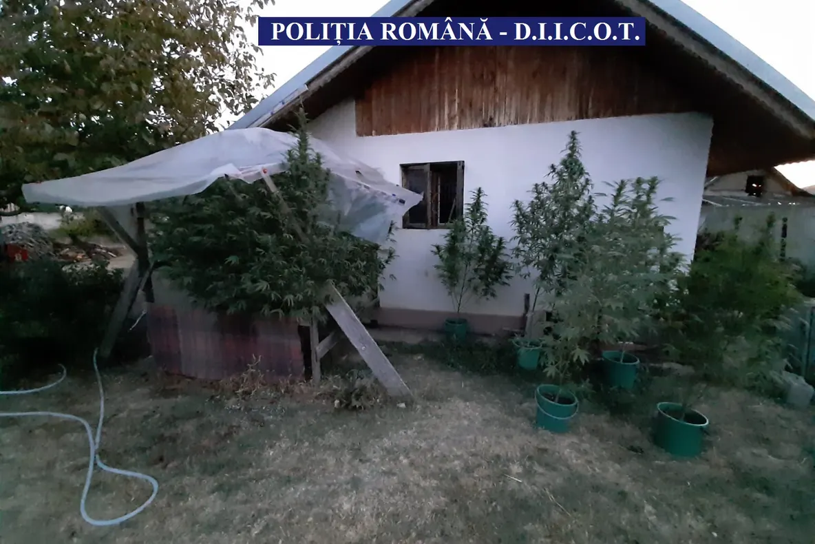 4 kg de cannabis, descoperite la Clejani, în locuința unui cipriot