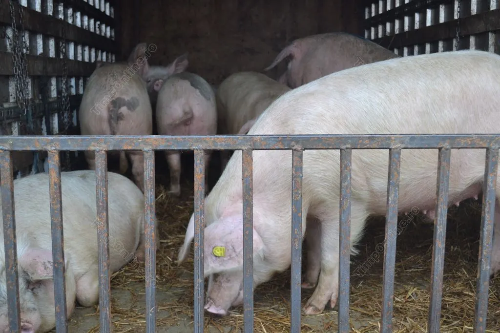 Vindea porci on-line din focarul de pestă. Autoritățile l-au prins și l-au sancționat drastic