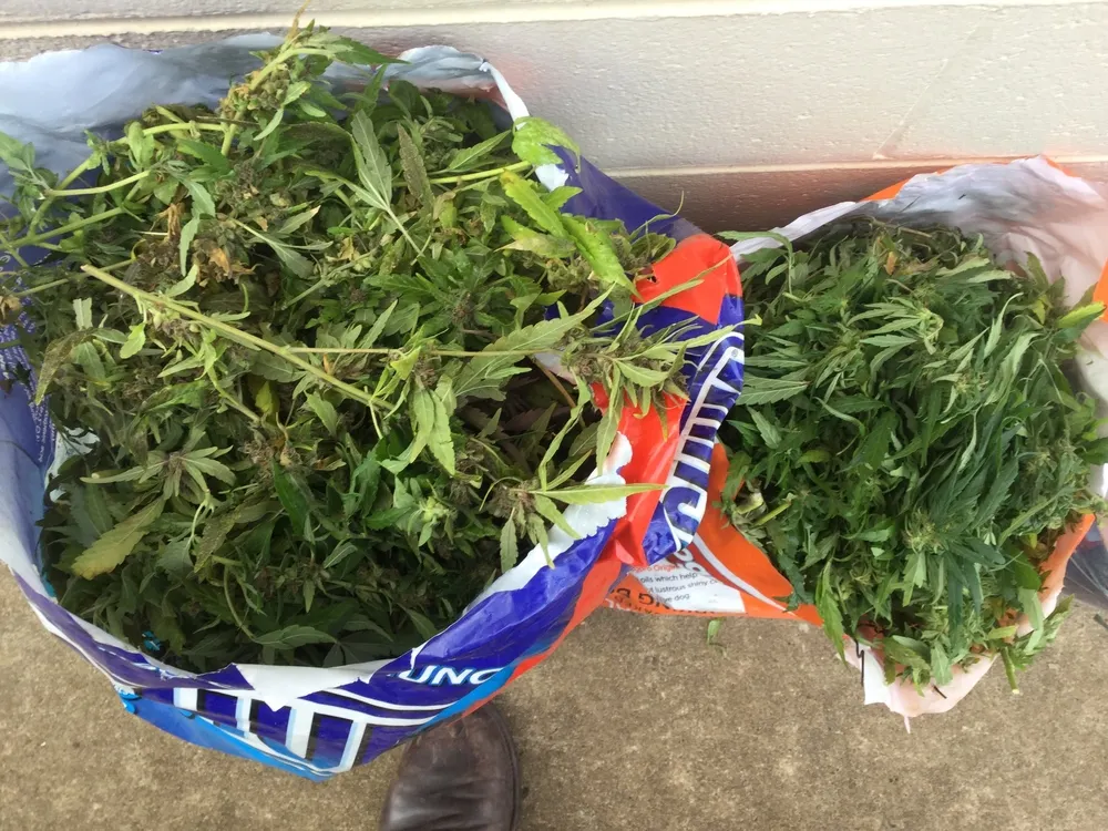 Captură de canabis.  Opt kilograme de droguri, găsite într-un autocar