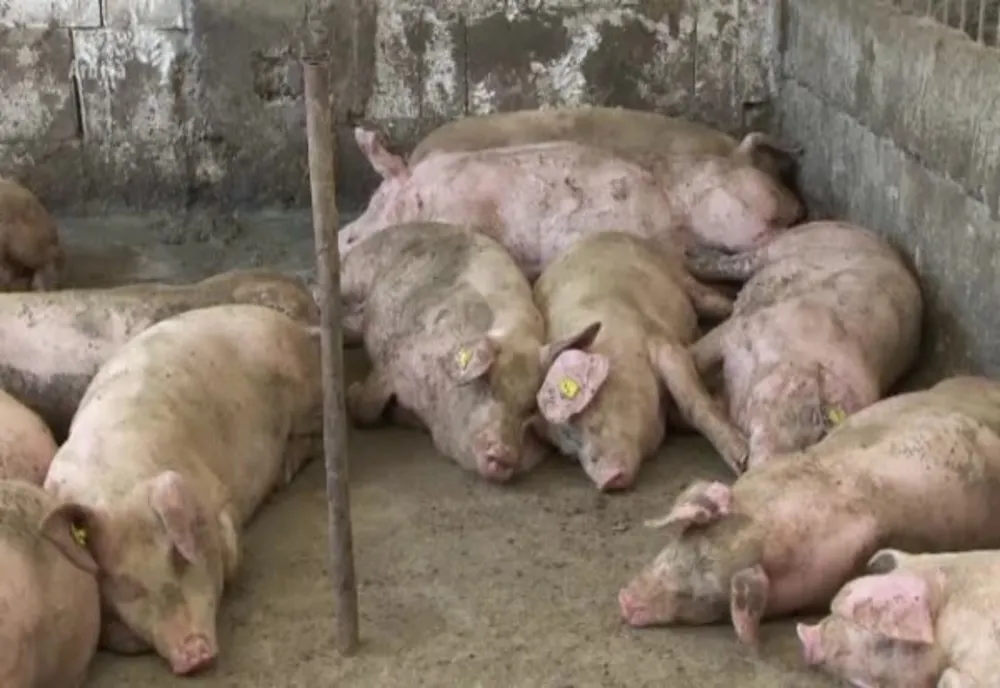 În județul Giurgiu mai sunt active peste 100 de focare de pestă porcină africană