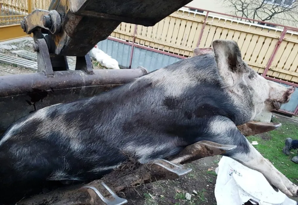 Un nou focar de pestă porcină africană, confirmat într-o localitate din județul Giurgiu