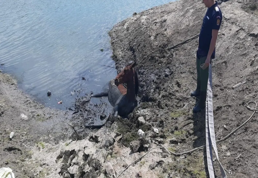 Pompierii intervin pentru salvarea unui cal blocat în  Canalul Plantelor