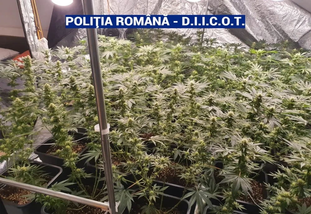 Pompier, traficant de droguri de mare risc. Ce au descoperit procurorii DIICOT și polițiștii în locuințele traficanților