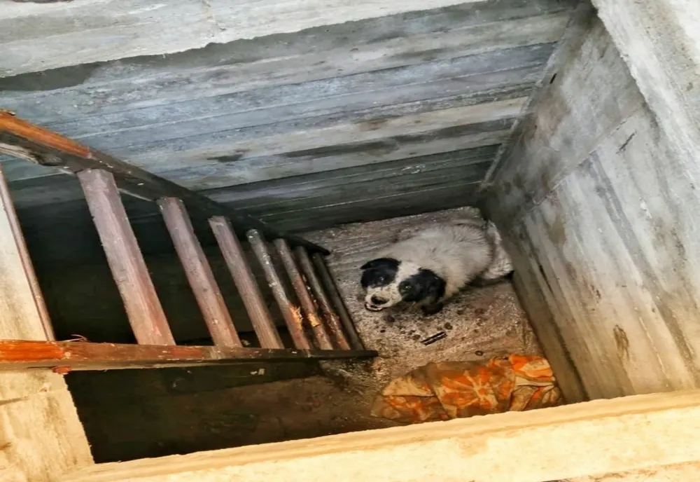 Câine scos de pompierii giurgiuveni dintr-un beci adânc de 2,5 metri