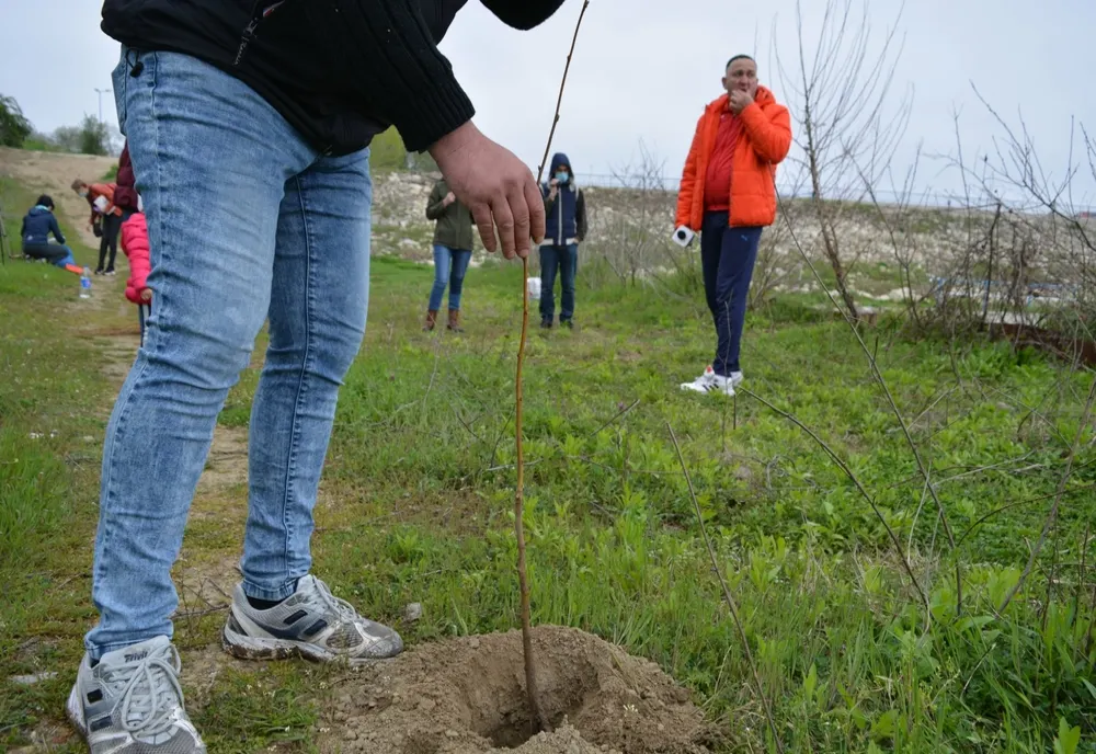 100 de copaci, plantați pe malul canalului Cama, din Giurgiu