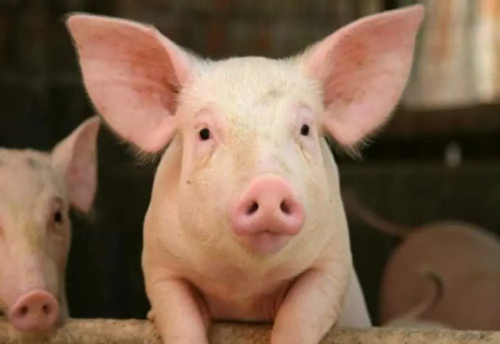 În județul Giurgiu, nu mai există niciun focar de pestă porcină africană la porcii domestici