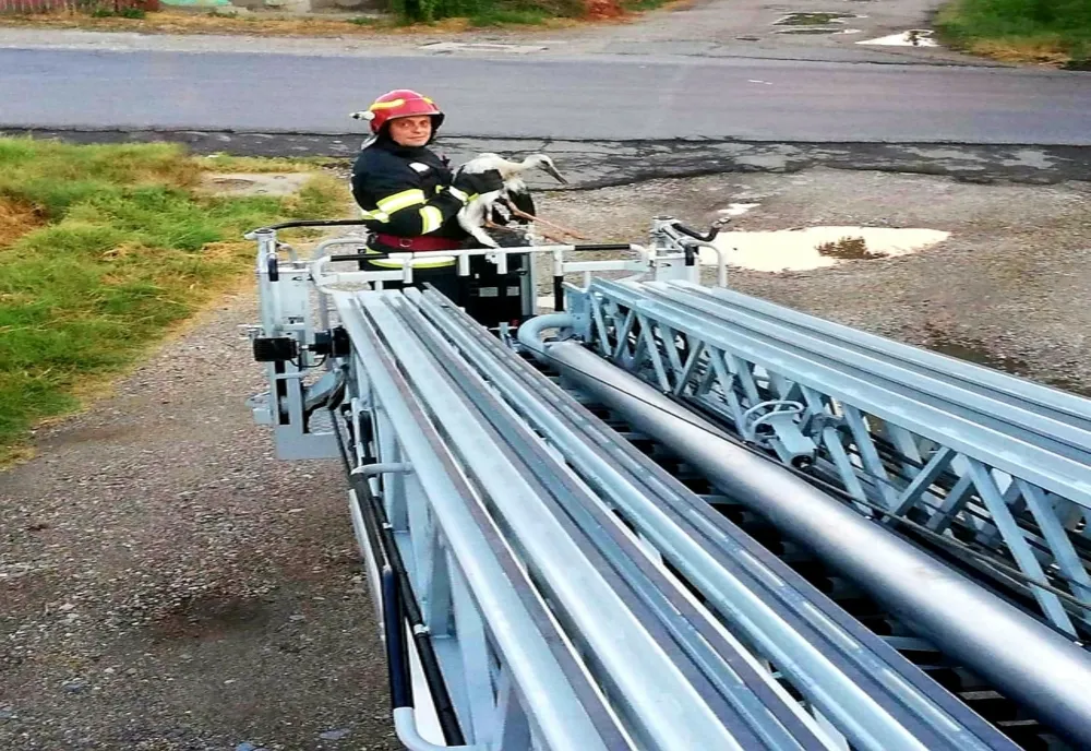 Giurgiu. Pui de barză, salvat de pompieri după ce a căzut din cuib