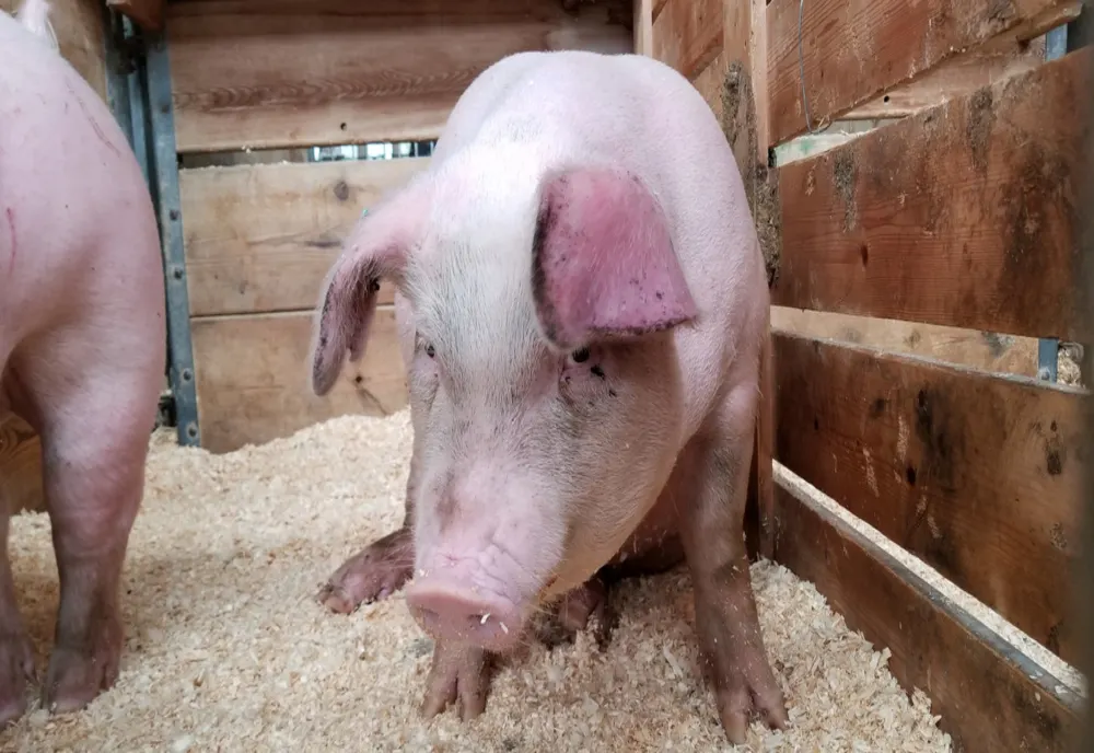 Focare de pestă porcină stinse în Giurgiu și Ilfov