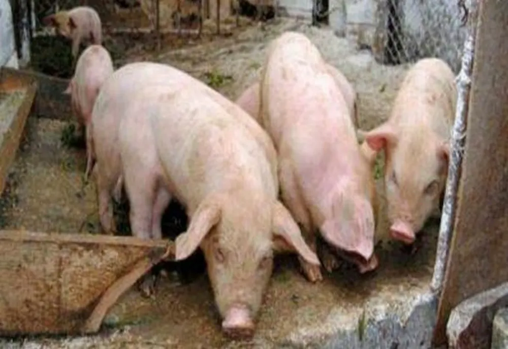 Un nou focar de pestă porcină africană, confirmat în județul Giurgiu