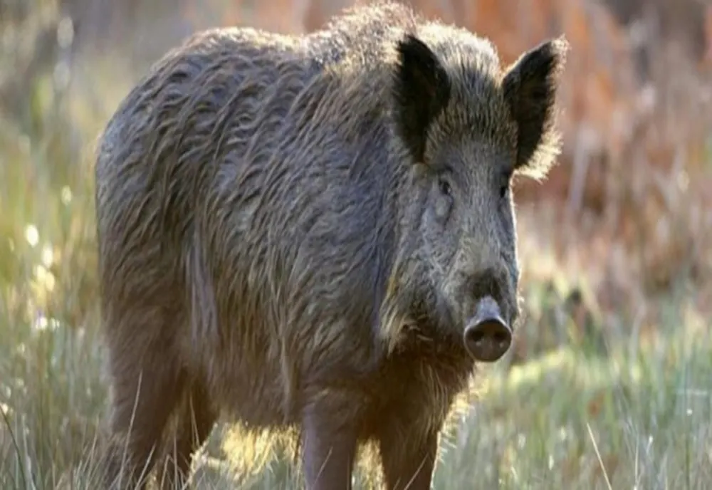 Focar de pestă porcină africană, descoperit pe fondul de vânătoare de la Căscioarele
