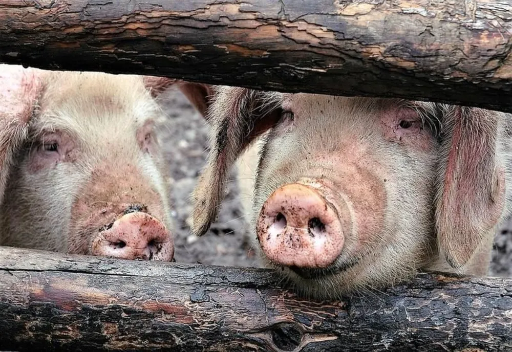 Un alt focar de pestă porcină africană a fost confirmat în judeţul Giurgiu 
