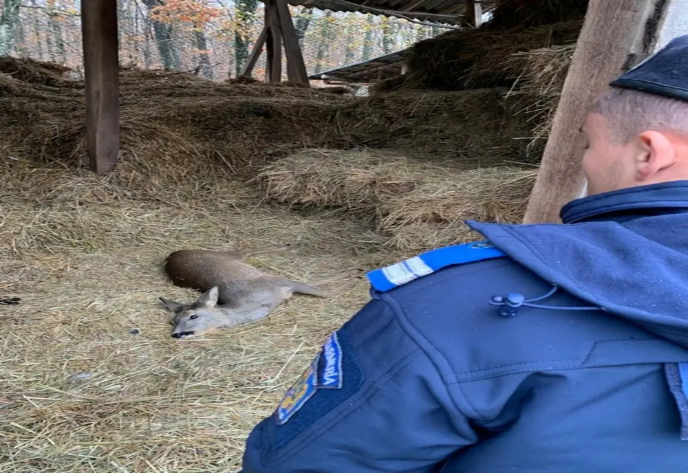 Giurgiu. Pui de căprioară salvat de jandarmi