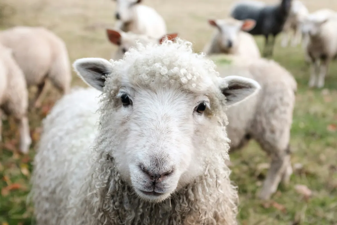 Focarele de variolă ovină blochează exporturile României. Experții europeni vin să verifice situația din teren
