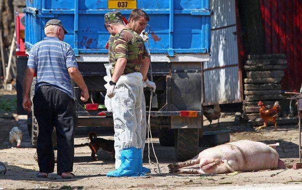 Alertă!!! Pesta porcină s-ar putea extinde. Noi județe cu risc sporit de contaminare