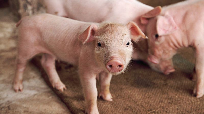 Toate târgurile din judeţul Giurgiu, închise din cauza epidemiei de pestă porcină