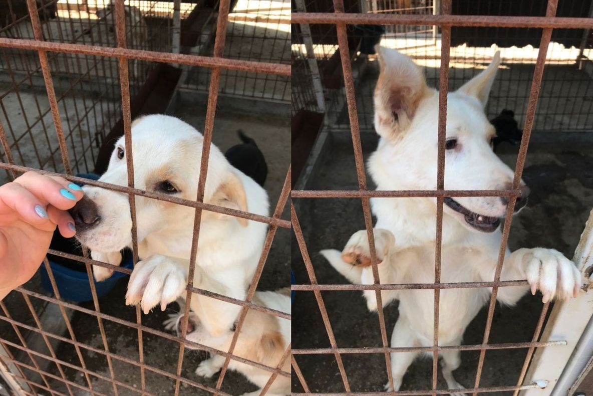 Apel de suflet, adoptă un câine! Peste 600 de patrupezi din Giurgiu aşteaptă să îşi găsească stăpâni.