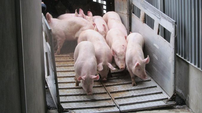 Controale în zona târgurilor din Giurgiu, de teama pestei porcine