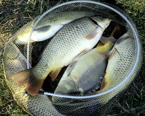 Are balta peşte! O crescătorie din Giurgiu a populat cu peşte un lac din Buzău