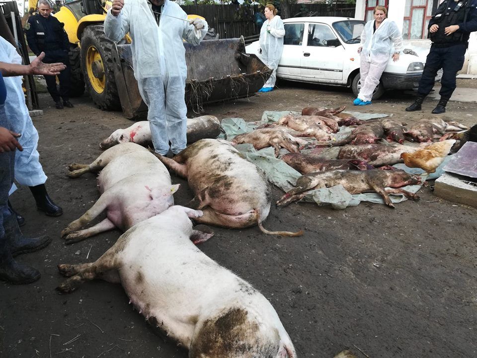 A început măcelul la Brăniștari. Porci uciși, oameni disperați