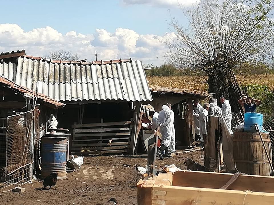 Continuă sacrificarea preventivă a porcilor, la Brăniștari.  Vor descinde din nou echipele sanitar-veterinare