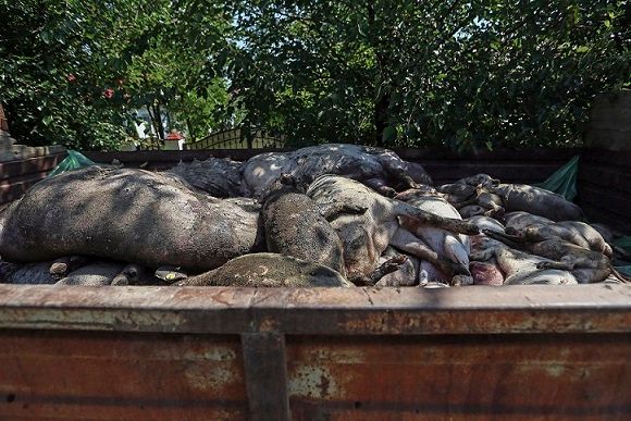 Giurgiu, al 12-lea județ cu focare de pestă porcină africană. Cum au acționat autoritățile sanitar-veterinare