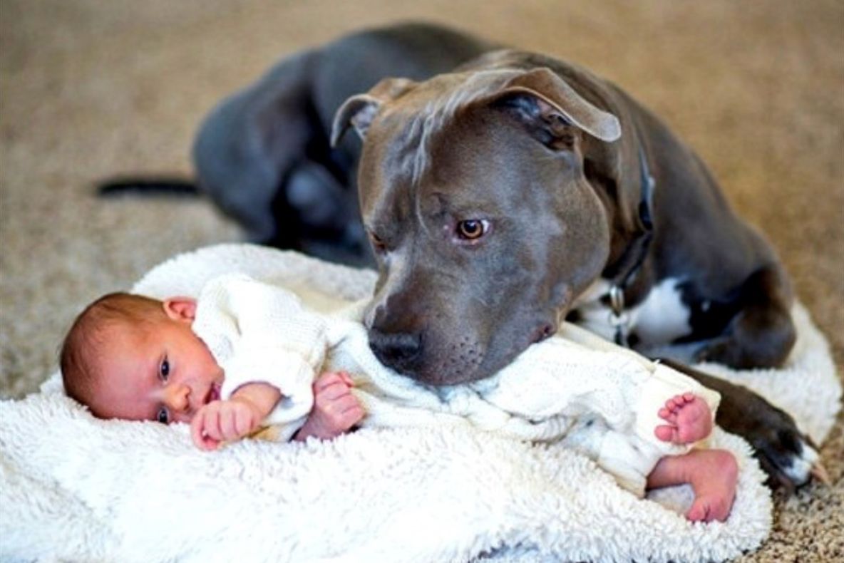 Controale și acțiuni fără precedent: sunt vizați cei peste 1.400 de câini agresivi și periculoși din Giurgiu 