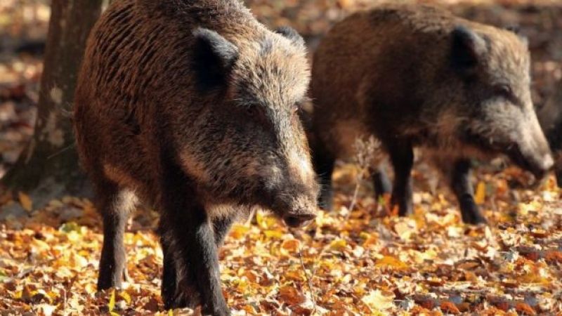 Se trece la vânarea porcilor mistreți pentru a stopa extinderea pestei porcine