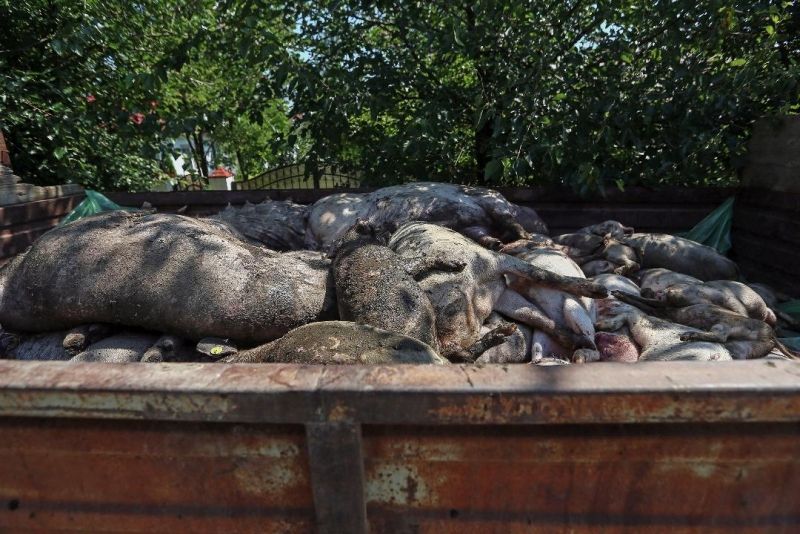 Porcii din gospodăriile din Brăniștari, sacrificați preventiv după confirmarea unui nou focar de pestă porcină africană