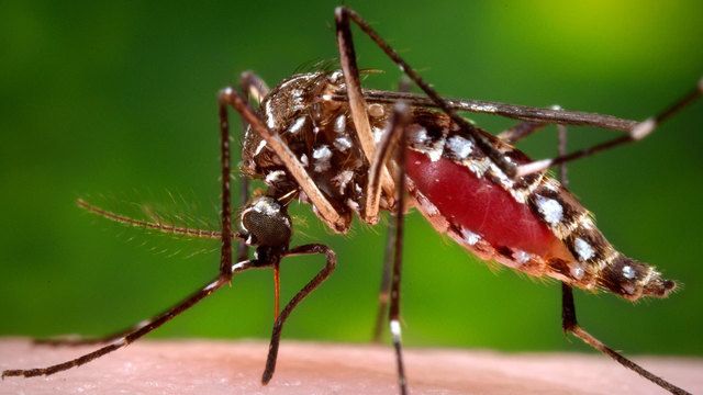 ALERTĂ! 196 de cazuri de infecție cu virusul West Nile. Câte cazuri sunt la Giurgiu